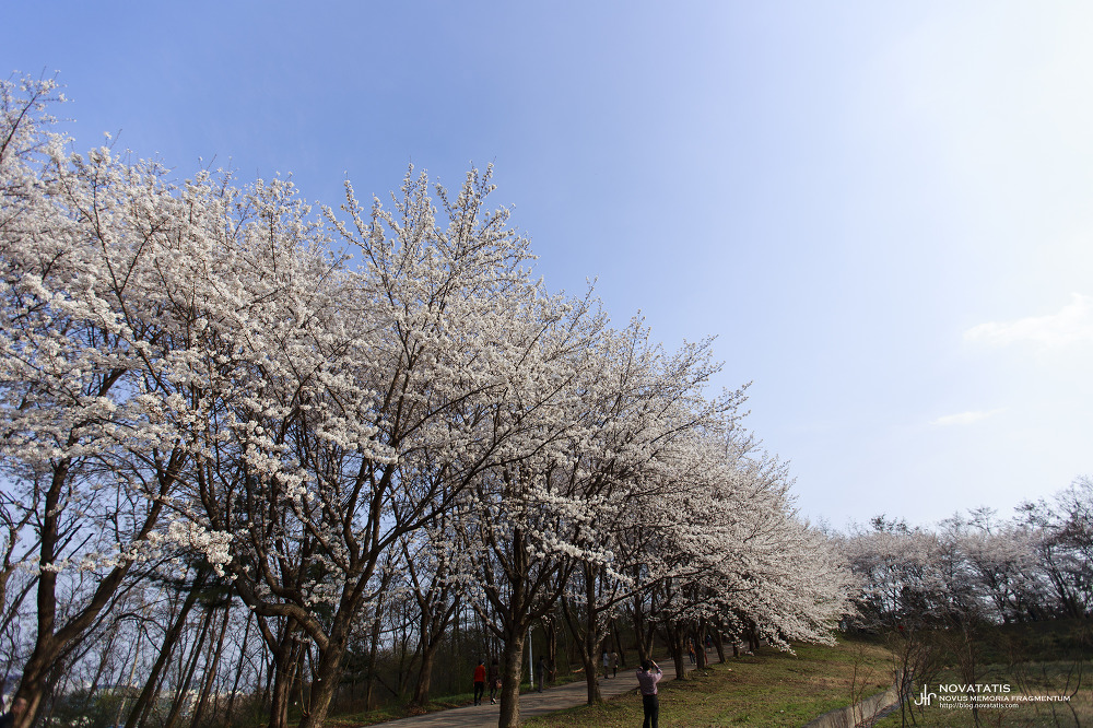 산책로 따라 벚나무 줄지은 풍경