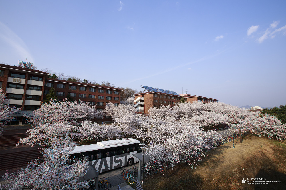 캠퍼스 건물 앞 벚꽃 터널과 KAIST 버스