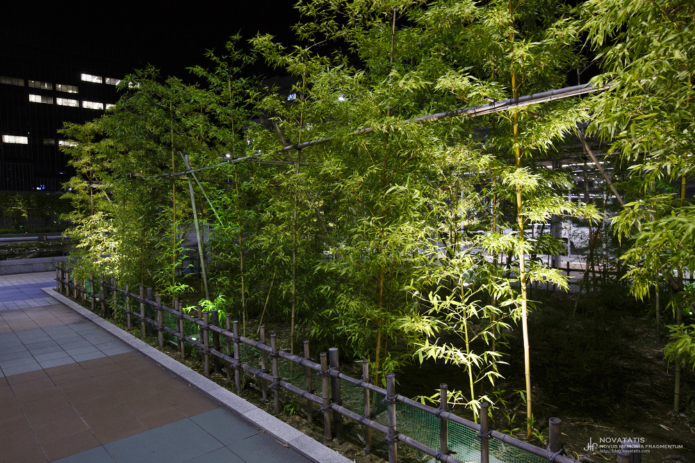 Bamboo grove lit by spotlights