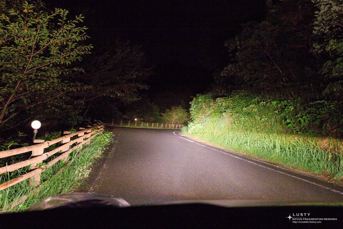 어두운 수목 사이 굽은 도로
