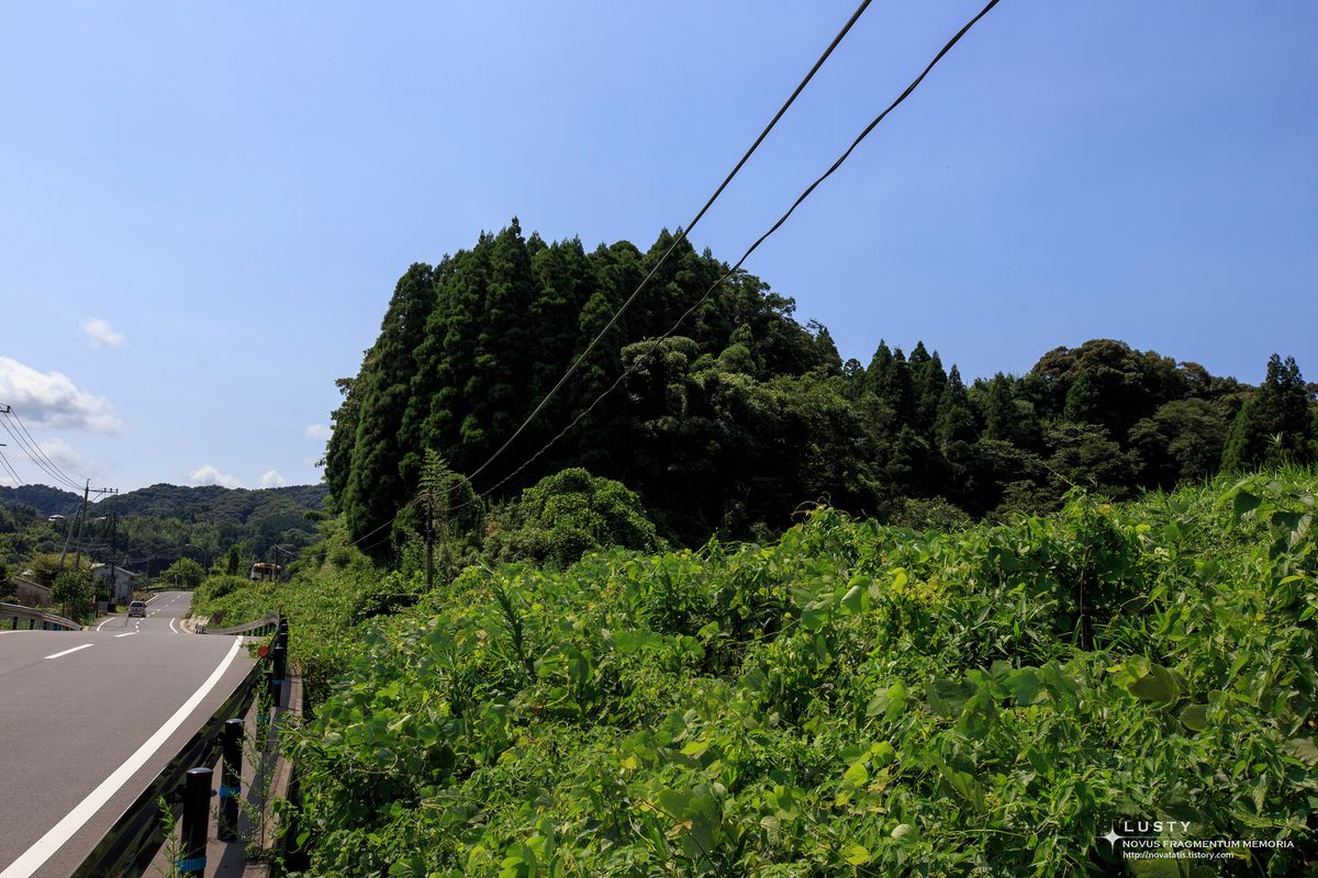도로와 산자락, 울창한 수풀이 인접