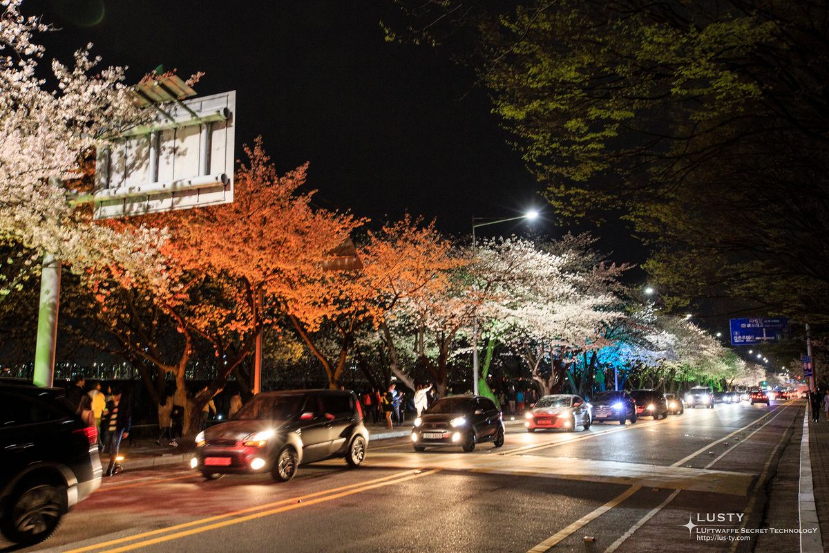 주황빛 벚꽃과 차량 흐르는 도로