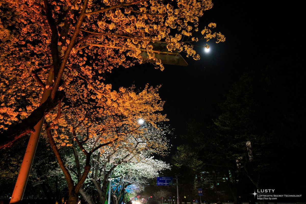 야간 도로에 붉게 빛나는 벚나무 가로수