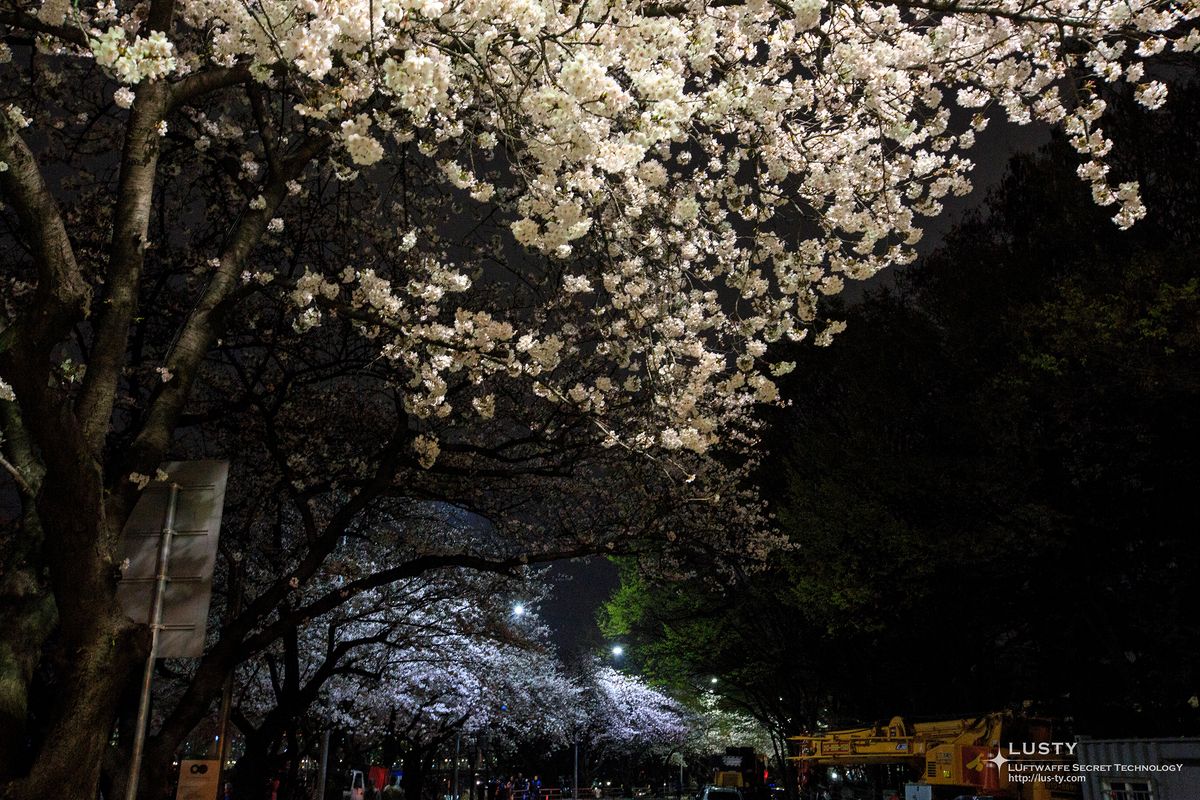 가로등 아래 밤 벚꽃과 공사 장비