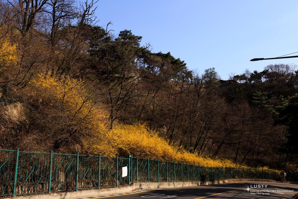 도로변 노란 개나리 숲과 철제 펜스