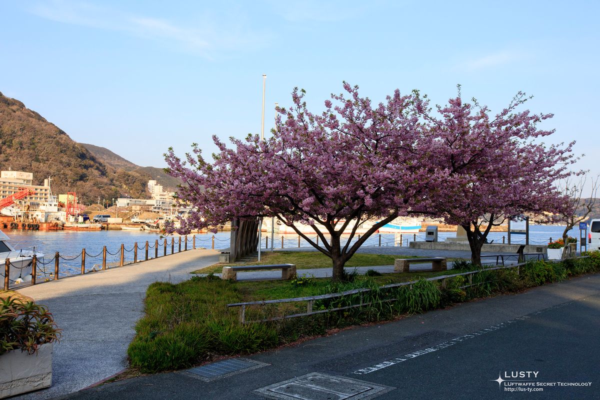 바다 앞 벤치 옆 벚꽃 나무