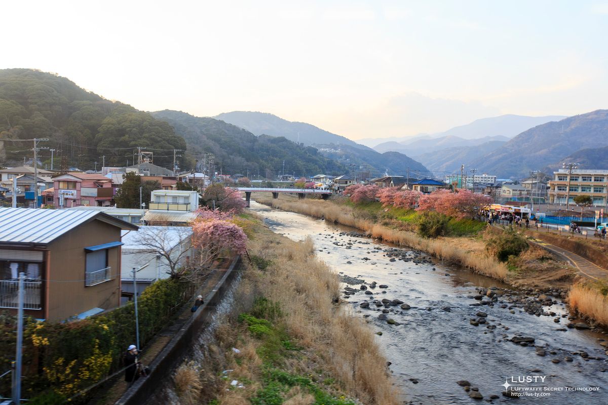 강변 벚꽃과 집들, 잔잔한 하천
