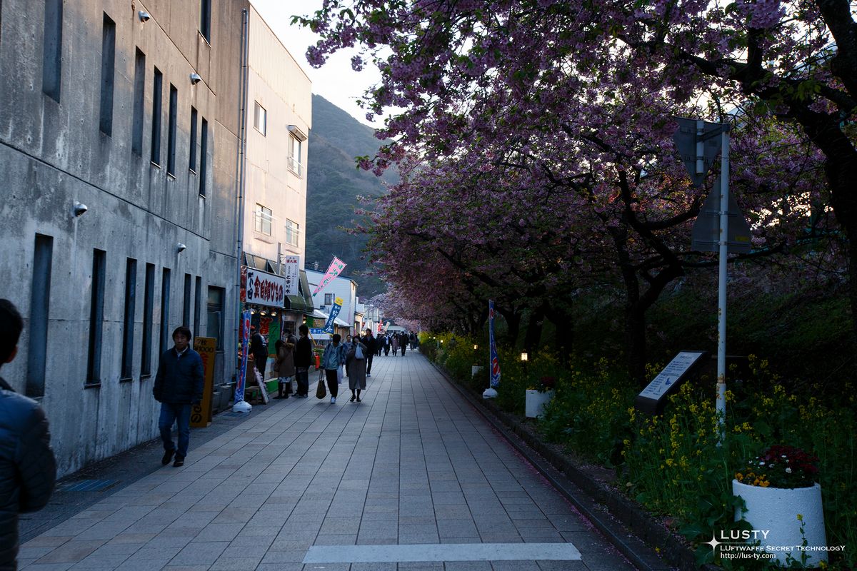 벚꽃 가로수와 상점 늘어선 보도