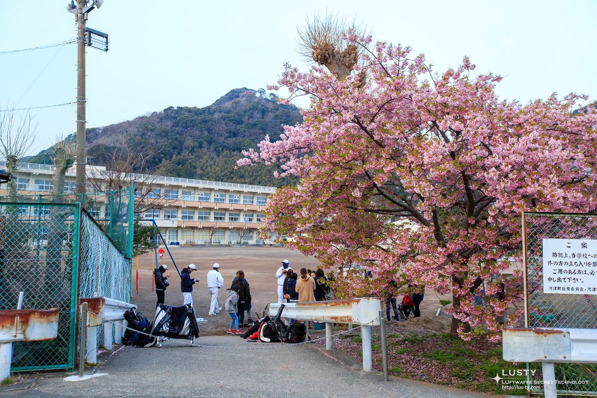 학교 운동장 입구 벚꽃 나무와 사람들
