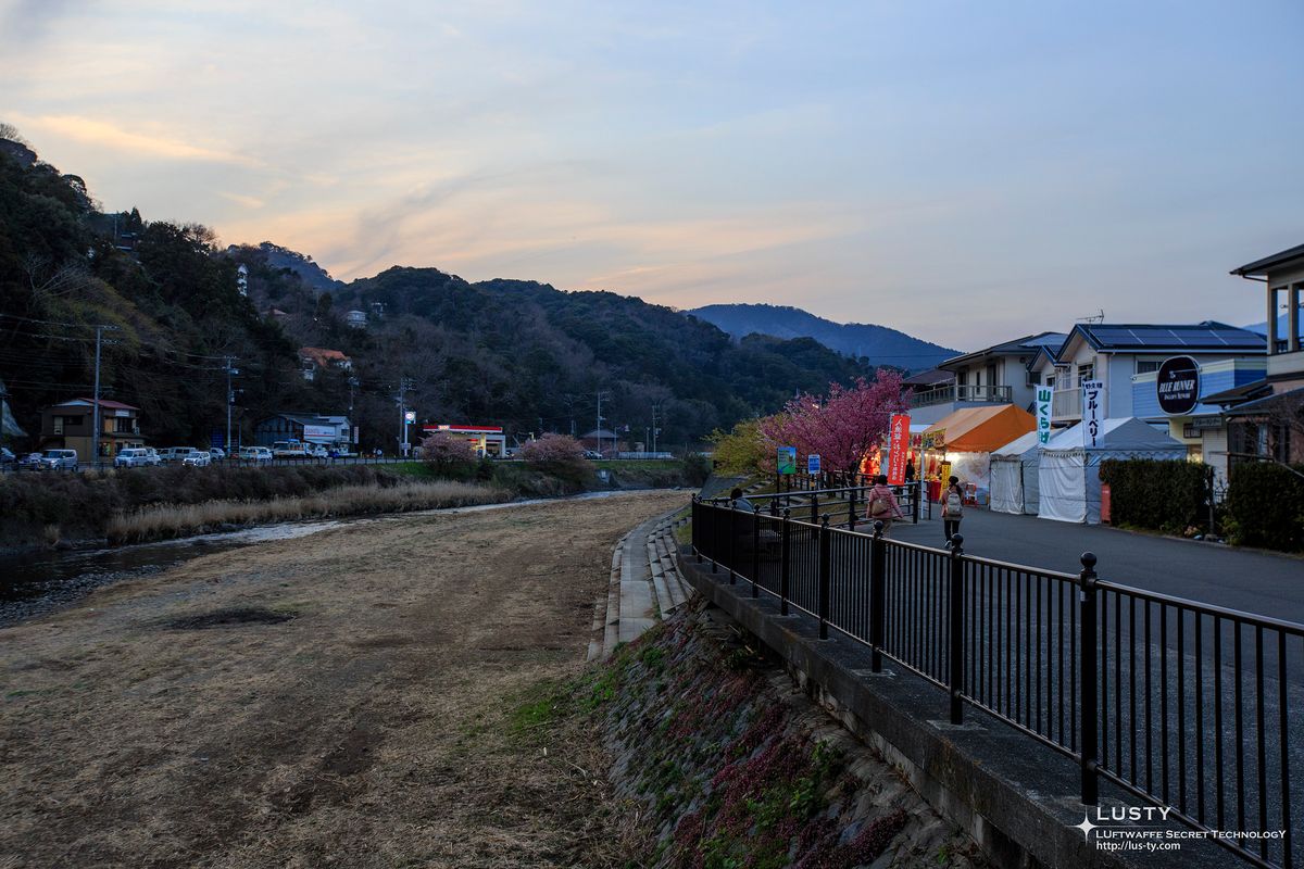 강변 도로와 벚꽃, 가게 조명