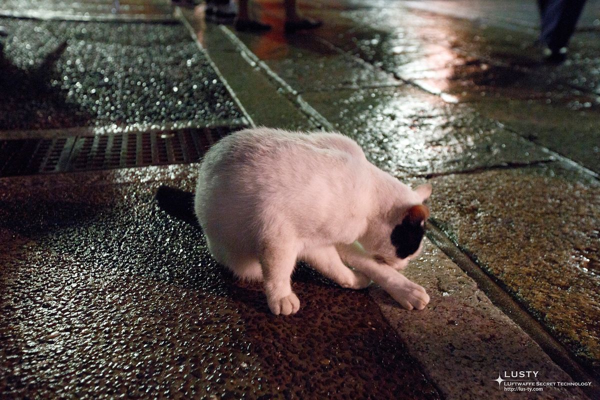 젖은 바닥에 앉은 흰 점박이 고양이