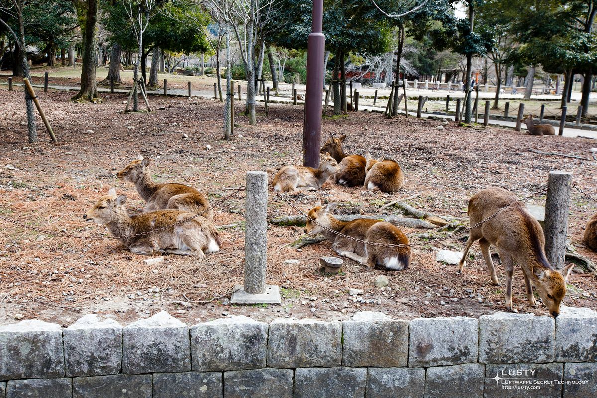 숲 속 바닥에 누워 쉬는 여러 마리 사슴